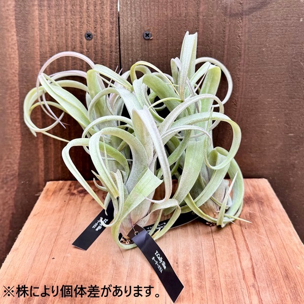 観葉植物：チランジア エアープランツ カーリースリム R*エアプランツ