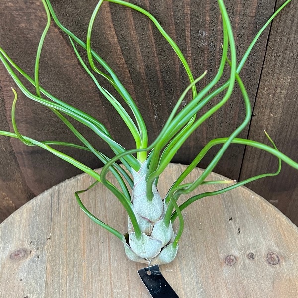 希少❗️エアプランツ　チランジア　ブルボーサ群生✨ チランジア・ブルボーサ・ベリーズ Tillandsia bulbosa 'Belize