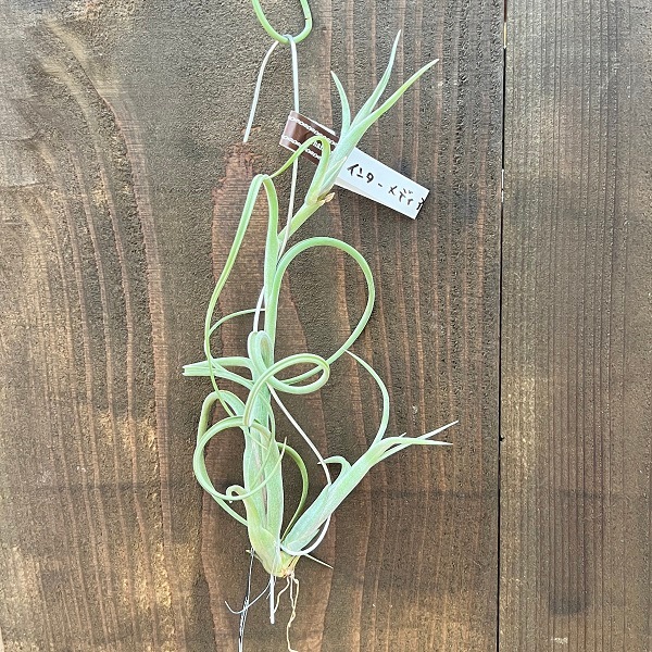 観葉植物：チランジア エアープランツ インターメディア 2pup 小