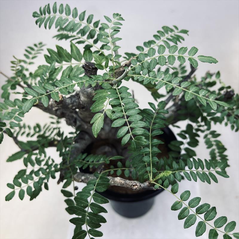 コーデックス：ボスウェリア ネグレクタ*幅25cm 現品 一品限り