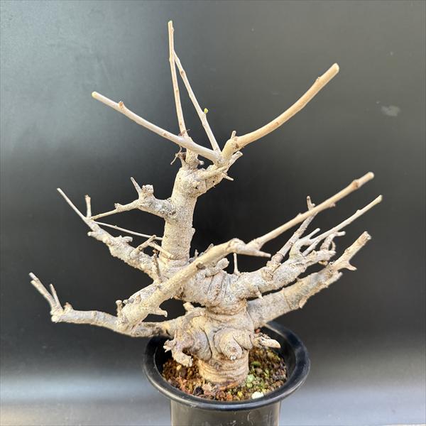 コーデックス：ボスウェリア ネグレクタ*幅27cm 現品 一品限り