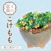 �ߥ��ߺϡ��������*(���ھ�ȭ)������������������ʪȭ���� bonsai