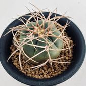 ���ܥƥ󡧥���Υ��ꥭ���ࡡ���ֶ�*M����4.5cm