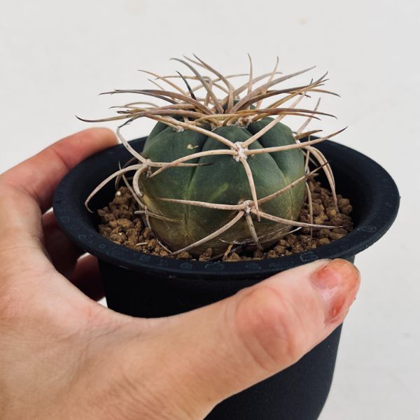 サボテン：ギムノカリキウム 光琳玉*M 幅4.5cm | サボテン＆多肉