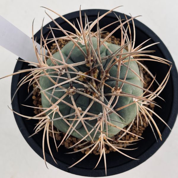 超特大　ギムノカリキウム　リオグラデンセ　希少種　陶器鉢のまま発送　サボテン 超特大 ギムノカリキウム リオグラデンセ 希少種 陶器鉢のまま発送