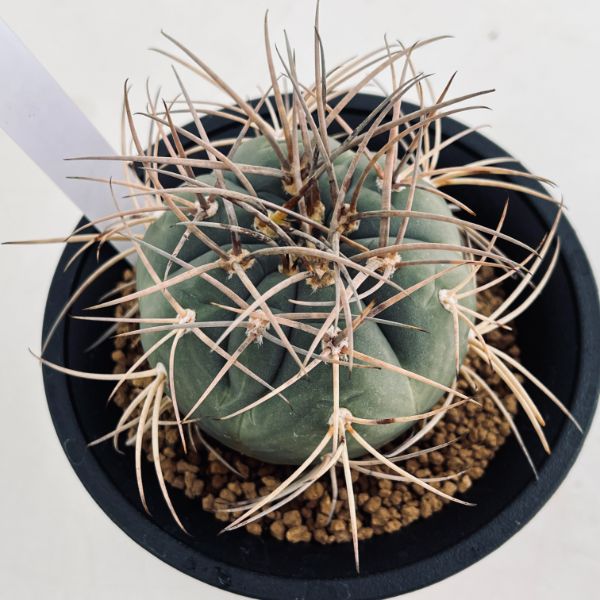 サボテン：ギムノカリキウム 光琳玉*幅7cm 現品！一品限り | サボテン