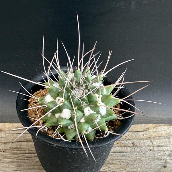 ���ܥƥ󡧥ޥߥ�ꥢ�����ݡ�����*��6���