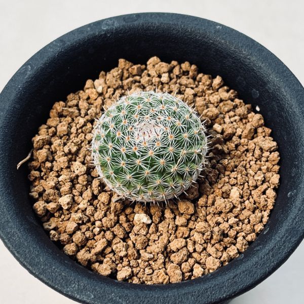 サボテン：マミラリア 大福丸 実生*幅3cm | サボテン＆多肉植物