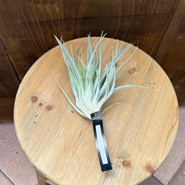 チランジア：プラギオトロピカ パープル*プラジオトロピカ