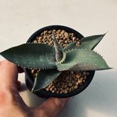 ¿����ʪ�������١����ץ��ե���*S����7���