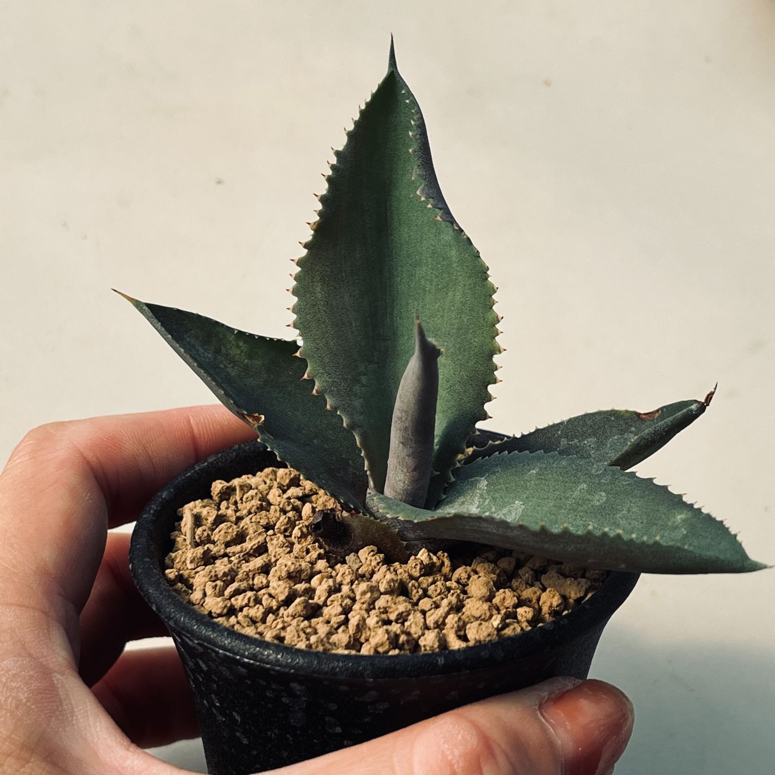 多肉植物：アガベ ジプソフィラ*S 幅7cm | サボテン＆多肉植物,多肉