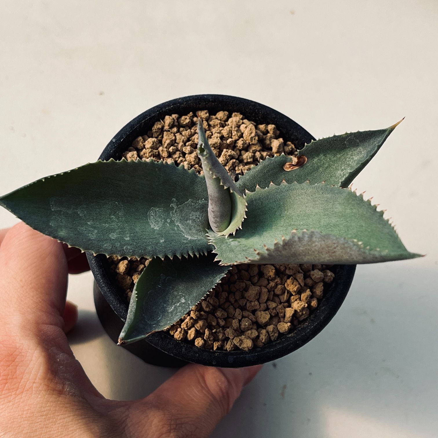 多肉植物：アガベ ジプソフィラ*S 幅7cm | サボテン＆多肉植物,多肉