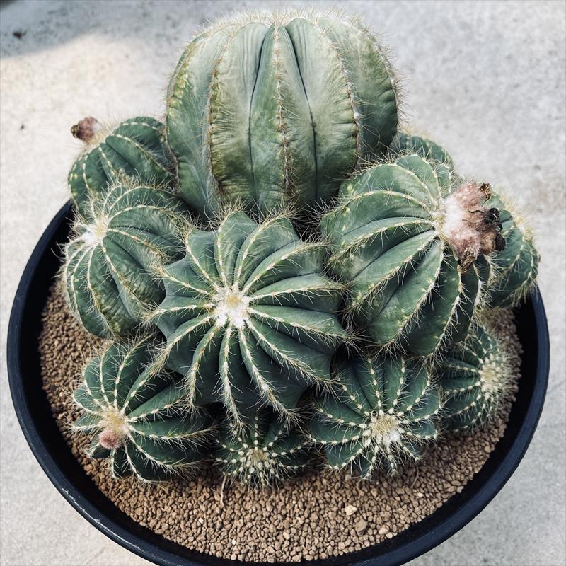 英冠丸 群生 エリオカクタス属 Eriocactus Magnificus サボテン:エリオカクタス 英冠丸*幅28cm 現品!一品限り
