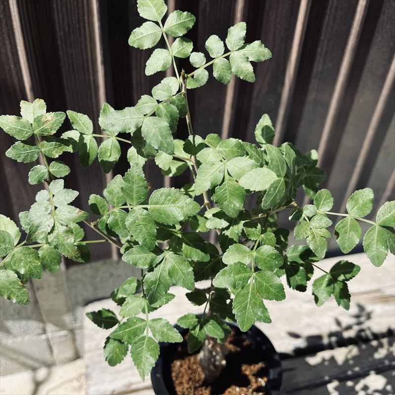 ブルセラ ファガロイデス 塊根植物 コーデックス 谷口植物 パキプス