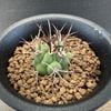 ���ܥƥ󡧥���Υ��ꥭ���ࡡ��ŷ�ϡ�����*S����2.5cm