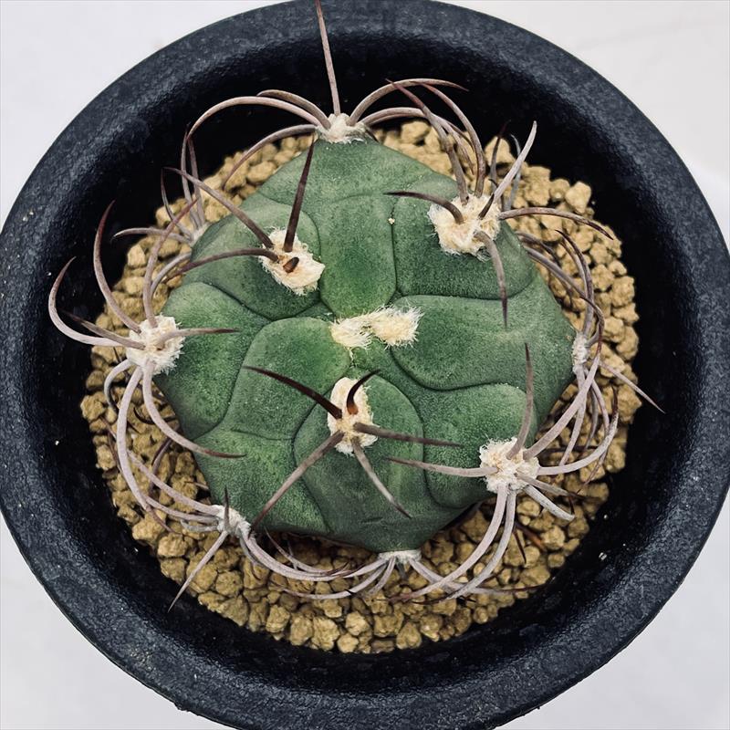 サボテン：ギムノカリキウム 新天地*S 幅3.5cm | サボテン＆多肉植物