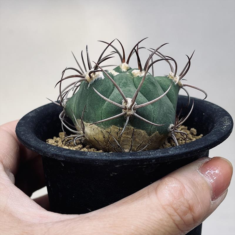 超特大　ギムノカリキウム　リオグラデンセ　希少種　陶器鉢のまま発送　サボテン 超特大 ギムノカリキウム リオグラデンセ 希少種 陶器鉢のまま発送