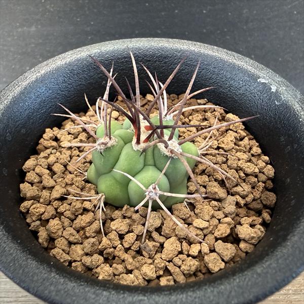 サボテン：ギムノカリキウム 新天地 実生*S 幅2.5cm | サボテン＆多肉
