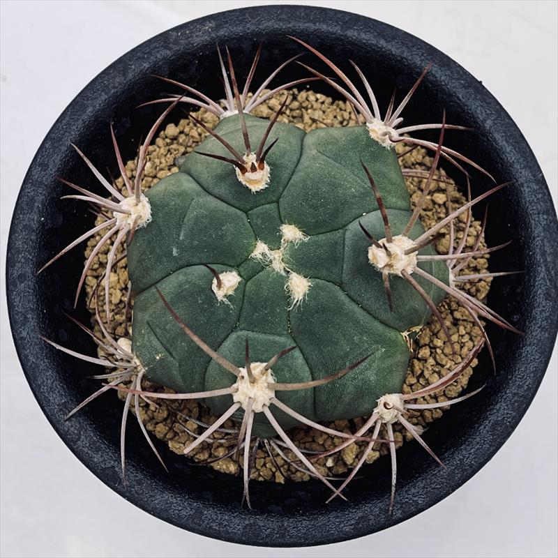 サボテン：ギムノカリキウム 新天地*M 幅6cm | サボテン＆多肉植物