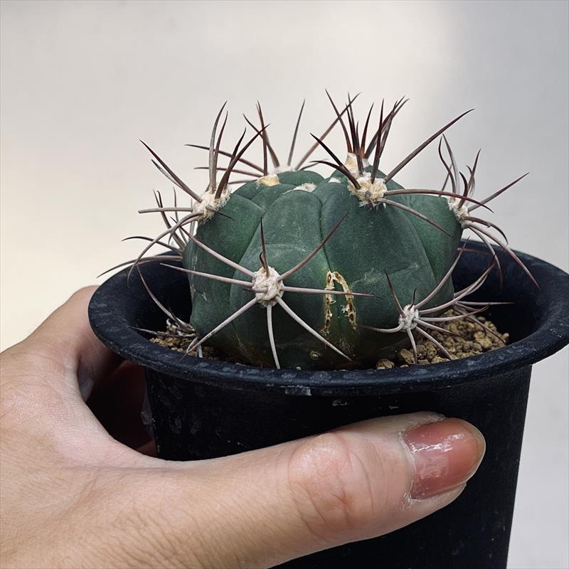 新天地疣班　ギムノカリキウム⭐︎サボテン 新天地疣班 ギムノカリキウム⭐︎サボテン - メルカリ