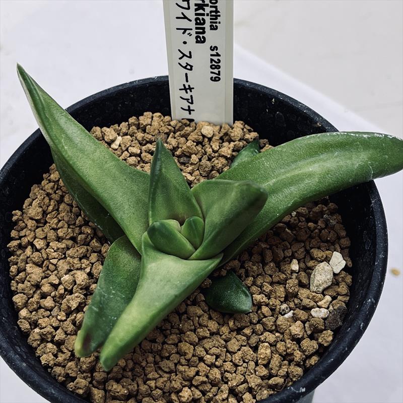 多肉植物：ハオルチア ワイドスターキアナ*幅9cm | サボテン＆多肉