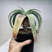 ¿����ʪ�������������ץ�ե��ꥢ��������Ω��*��18���