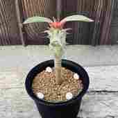 ¿����ʪ���桼�ե���ӥ����ӥ����꡼��ʮ��ε*S������9���