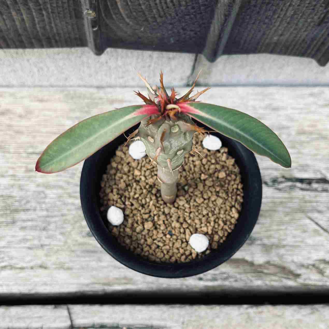 【Collection株】ユーフォルビアビグエリー 噴火竜 綴化 実生 塊根植物 楽天市場】多肉植物：ユーフォルビア ビグエリー 噴火竜*L 幹幅9cm