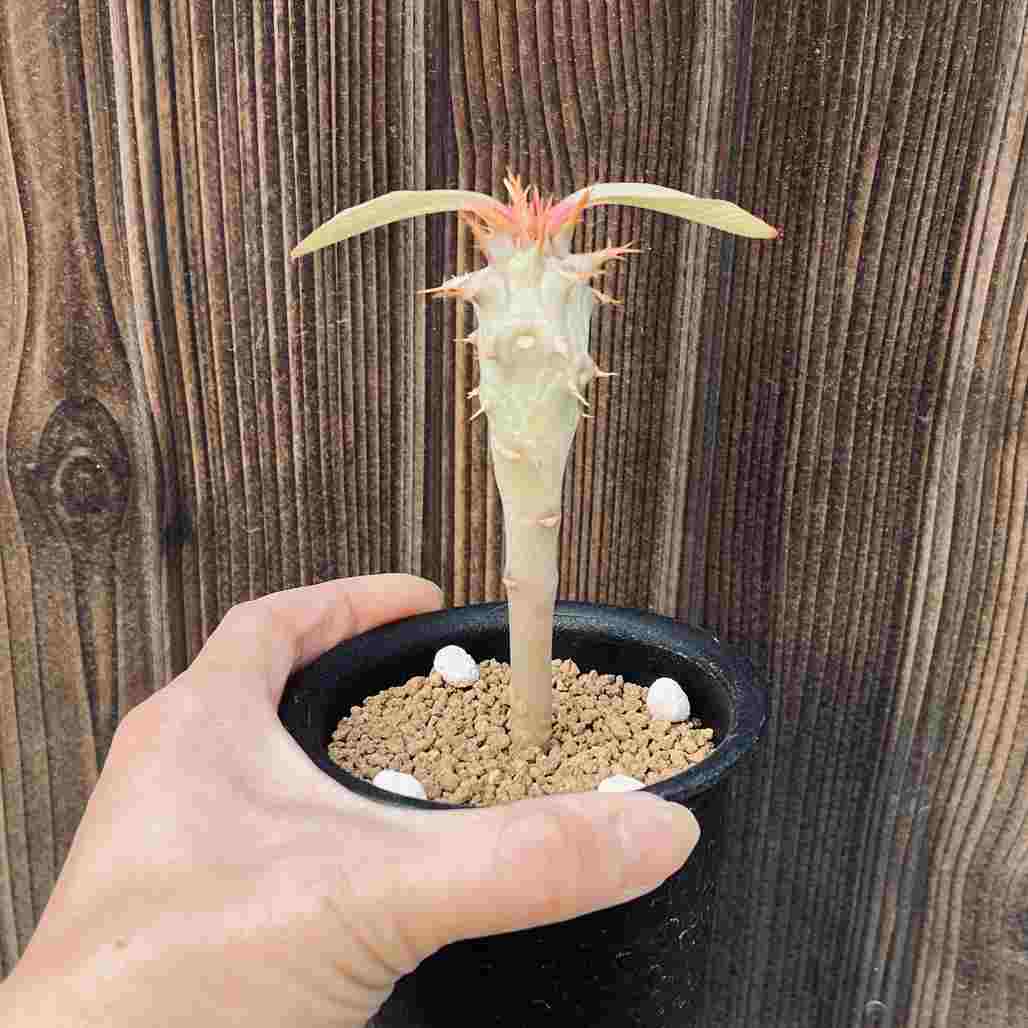 多肉植物：ユーフォルビア ビグエリー 噴火竜*S 葉幅9cm | サボテン