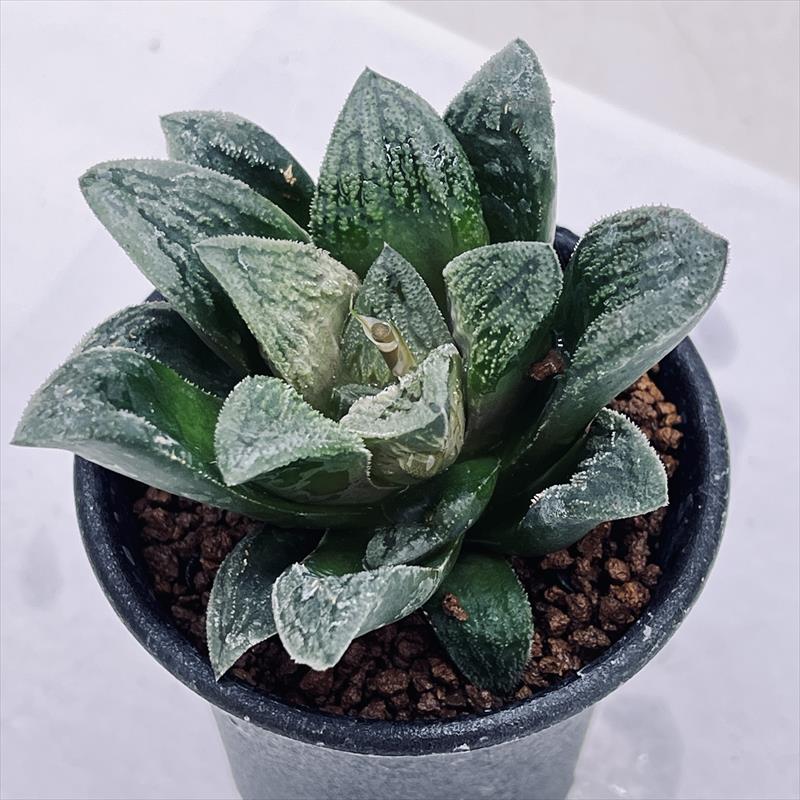 多肉植物:ハオルチア ウィミーhyb.*幅7cm | サボテン&多肉 多肉植物:ハオルチア ウィミーhyb.*幅7cm | サボテン&多肉