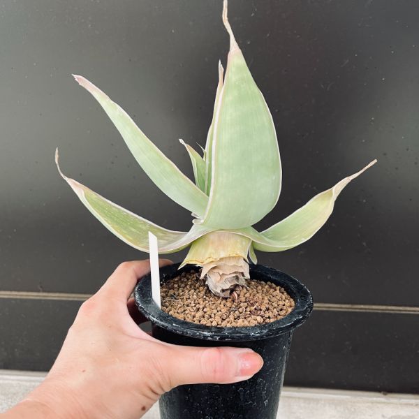 多肉植物：アロエ ストリアータ*幅20cm | サボテン＆多肉植物