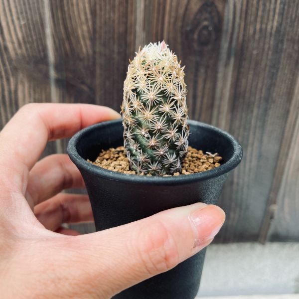 サボテン：エスコバリア ミニマ*S 幅2cm | サボテン＆多肉植物