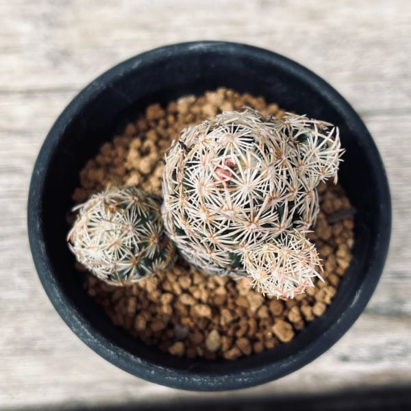 サボテン：エスコバリア ミニマ*M 幅5cm | サボテン＆多肉植物