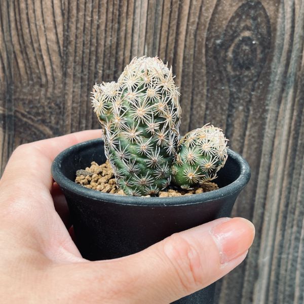 サボテン：エスコバリア ミニマ*M 幅5cm | サボテン＆多肉植物