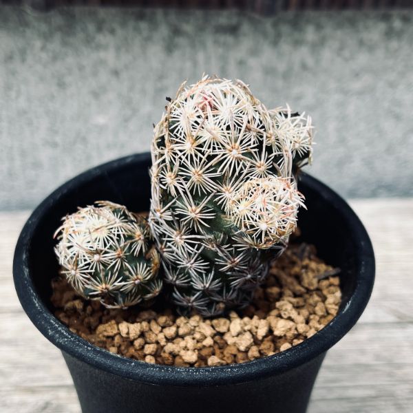 サボテン 約5cm〜10cm 【公式通販】