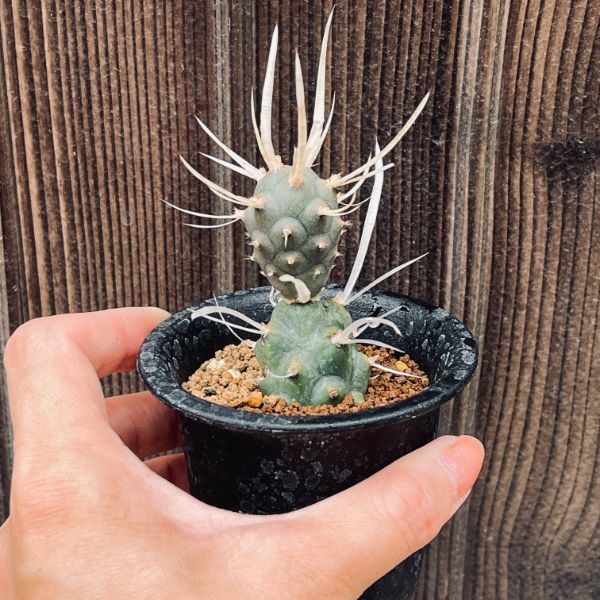 サボテン：テフロカクタス 武蔵野*S | サボテン＆多肉植物,サボテン