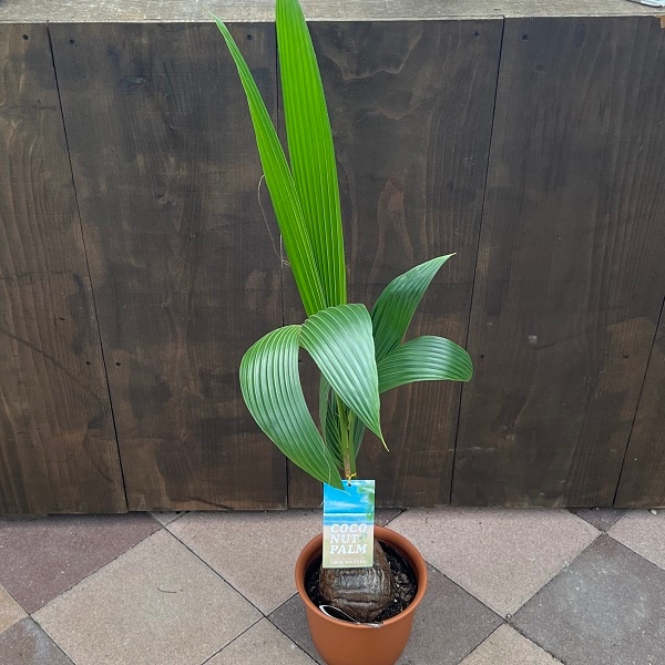 ココヤシ 約60cm