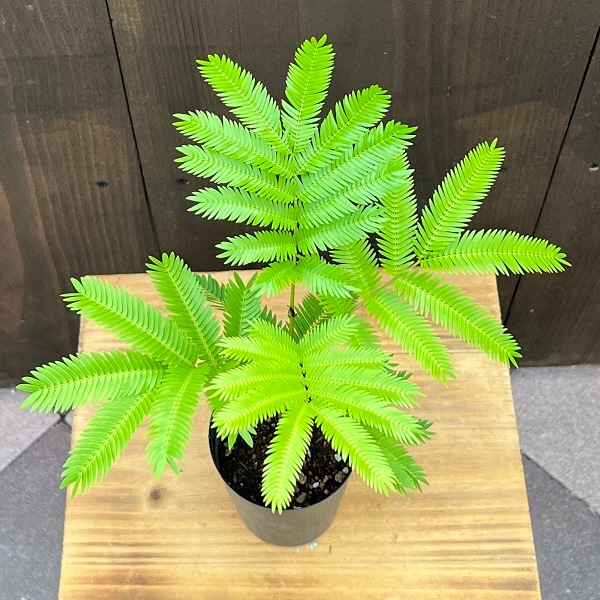 おしゃれ 観葉植物：エバーフレッシュ*3号 プラポット ネムノキ