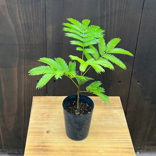 おしゃれ 観葉植物：エバーフレッシュ*3号 プラポット ネムノキ