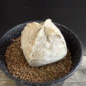 ¿����ʪ���ۥ磻�ȥ������ͥ� ���饵*��5.5��������ʡ����ʸ¤�