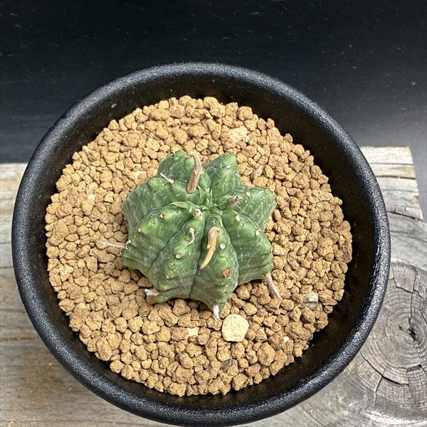 ☆特価☆多肉植物：ユーフォルビア バリダ*SS 幅3cm | サボテン