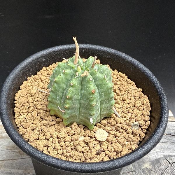 ユーフォルビアバリダ　群生　10年程管理 ユーフォルビア バリダ 群生 Euphorbia valida | mana's farm:塊