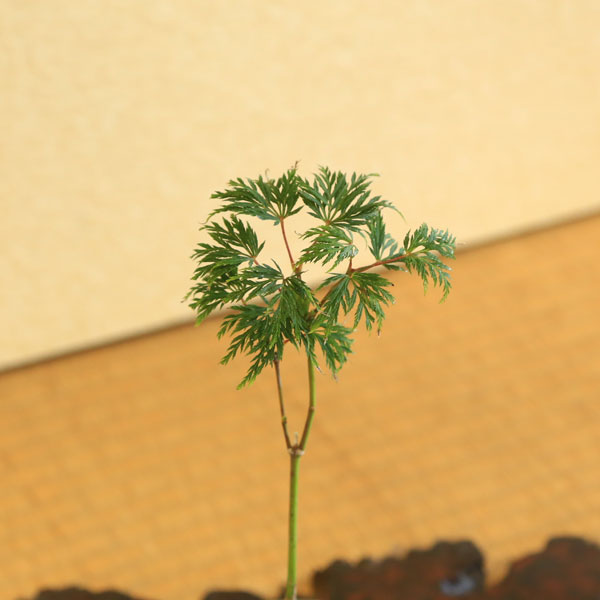 もみじ盆栽 中型 陶器鉢 キノコ付き ミニ盆栽：小さな紅葉庭園（からし壺形