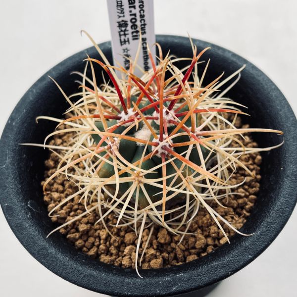 サボテン：フェロカクタス 偉壮玉*幅4.5cm ☆赤松実生 | サボテン