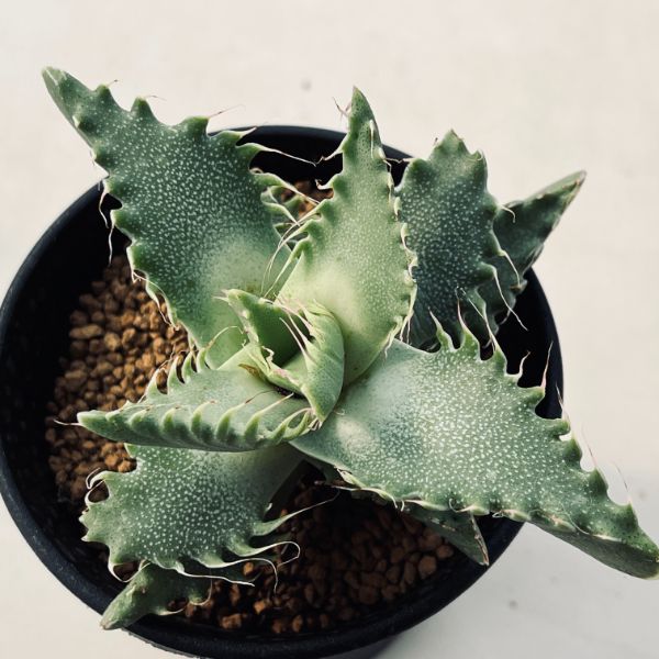 キンピー 根付き苗 キズあり 多肉植物 アガベ ロウルサンコ