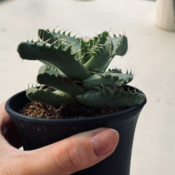 多肉植物：フォーカリア 大雪渓*幅10cm | サボテン＆多肉植物,多肉植物