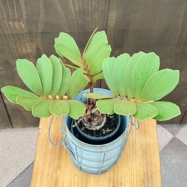 メキシコソテツ 3頭 メキシコソテツ 3頭 【公式通販】