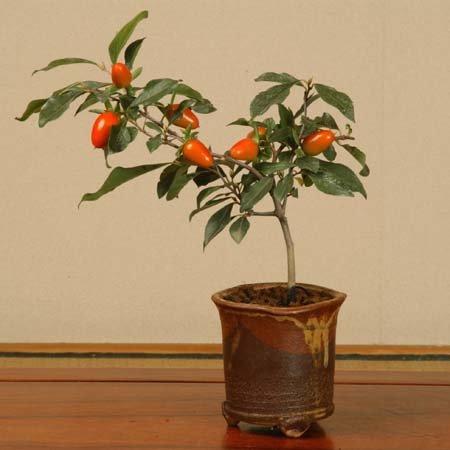 オレンジ色の脚付き小品盆栽鉢 オレンジ色の脚付き小品盆栽鉢 【公式通販】