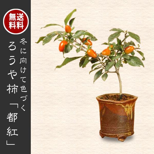 小品盆栽：ろうや柿・都紅(信楽焼鉢)* | ミニ・小品盆栽,雑木 | 遊恵