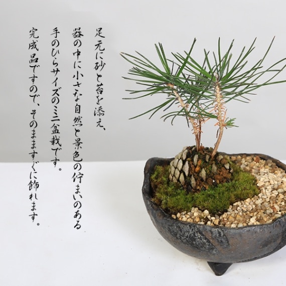 間もなく掲載終了‼️ 黒松の盆栽 四角形 茶色鉢 黒松の盆栽 四角形 茶色鉢